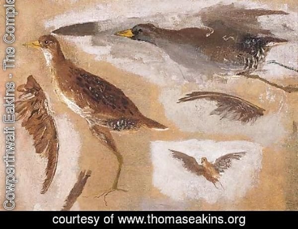 Thomas Cowperthwait Eakins - Studies of Game Birds, probably Viginia Rails