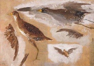 Thomas Cowperthwait Eakins - Studies of Game Birds, probably Viginia Rails
